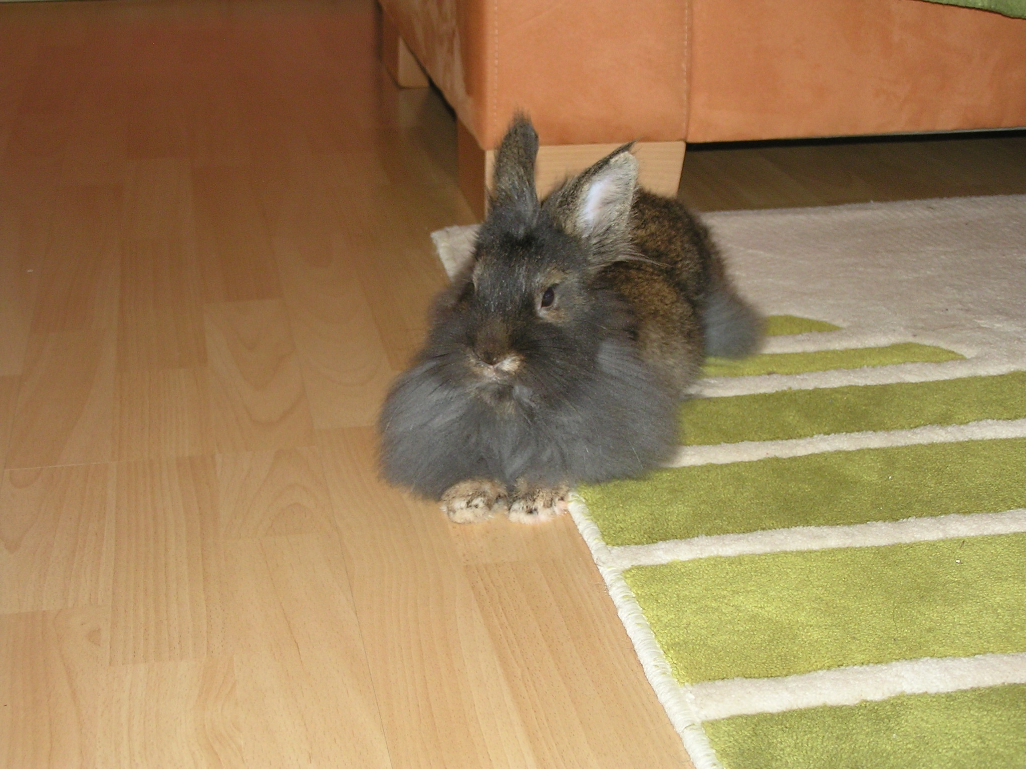 jolie a my 022009 (17).jpg