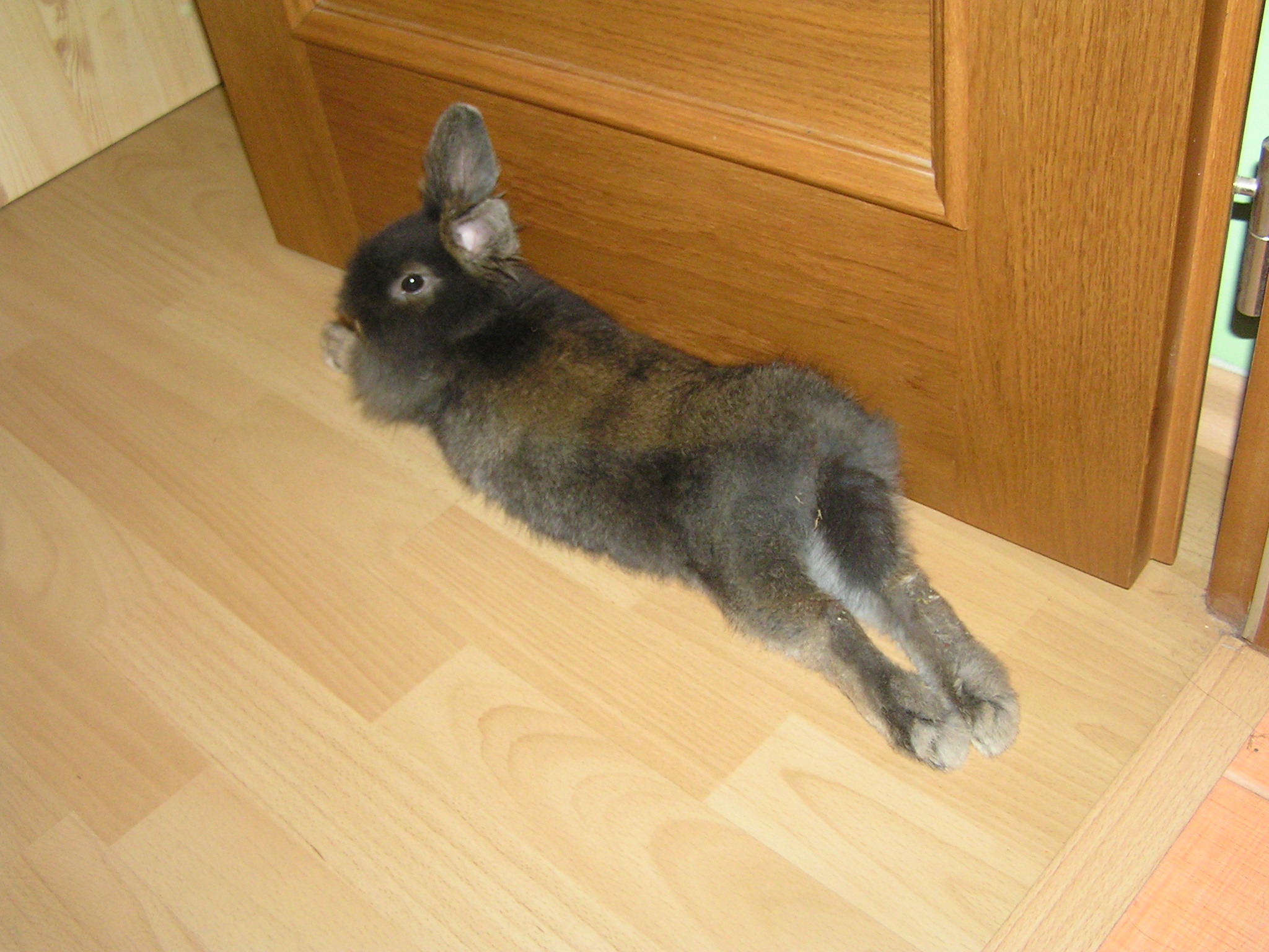 Vianoce 2008 (31).jpg